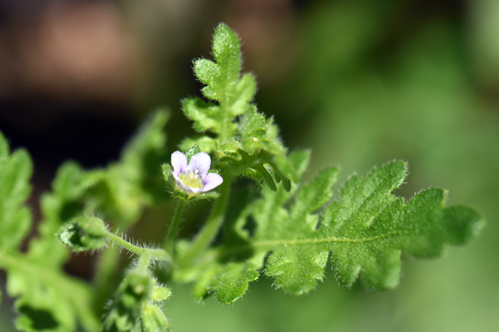 Dainty Desert Hideseed is a slight dainty species with a slender stem and small, but showy flowers. Note glandular surface of leaf. Eucrypta micrantha 